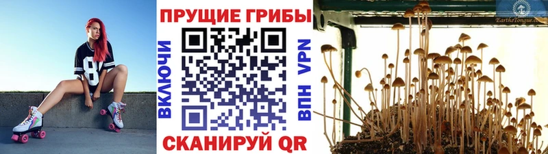Галлюциногенные грибы Cubensis  Заречный 